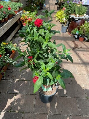 Pentas RED DRAGON red flowers from May until October. Perfect centre in pots .