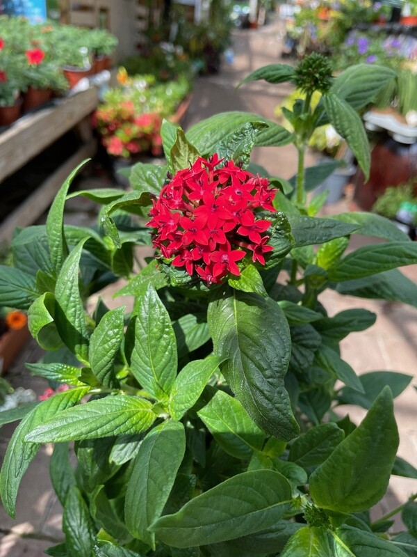 Pentas RED DRAGON red flowers from May until October. Perfect centre in pots .