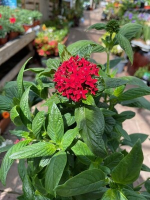 Pentas RED DRAGON red flowers from May until October. Perfect centre in pots .