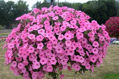 Petunia Bubblegum