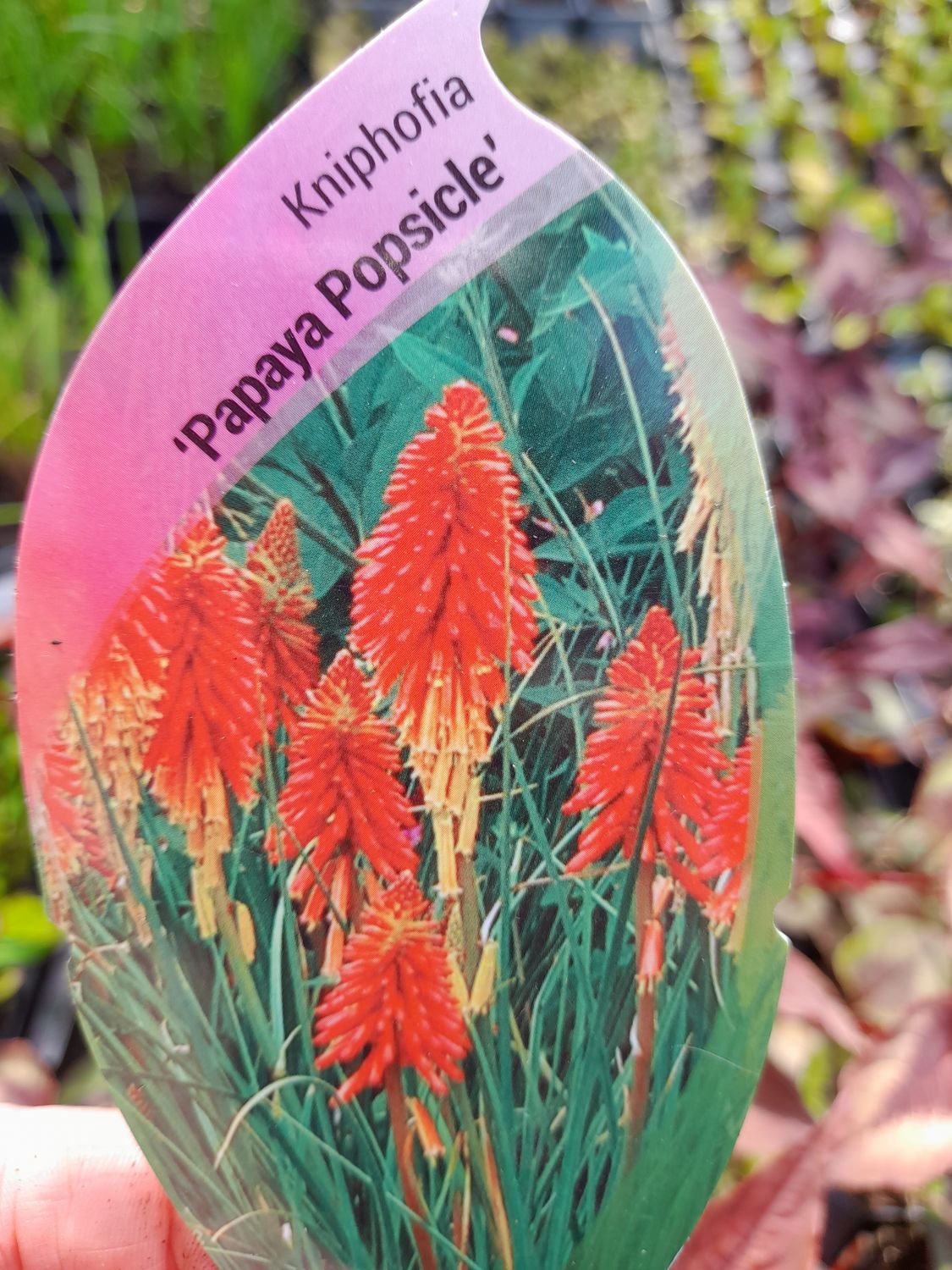 Kniphofia 'Papaya Popsicle'