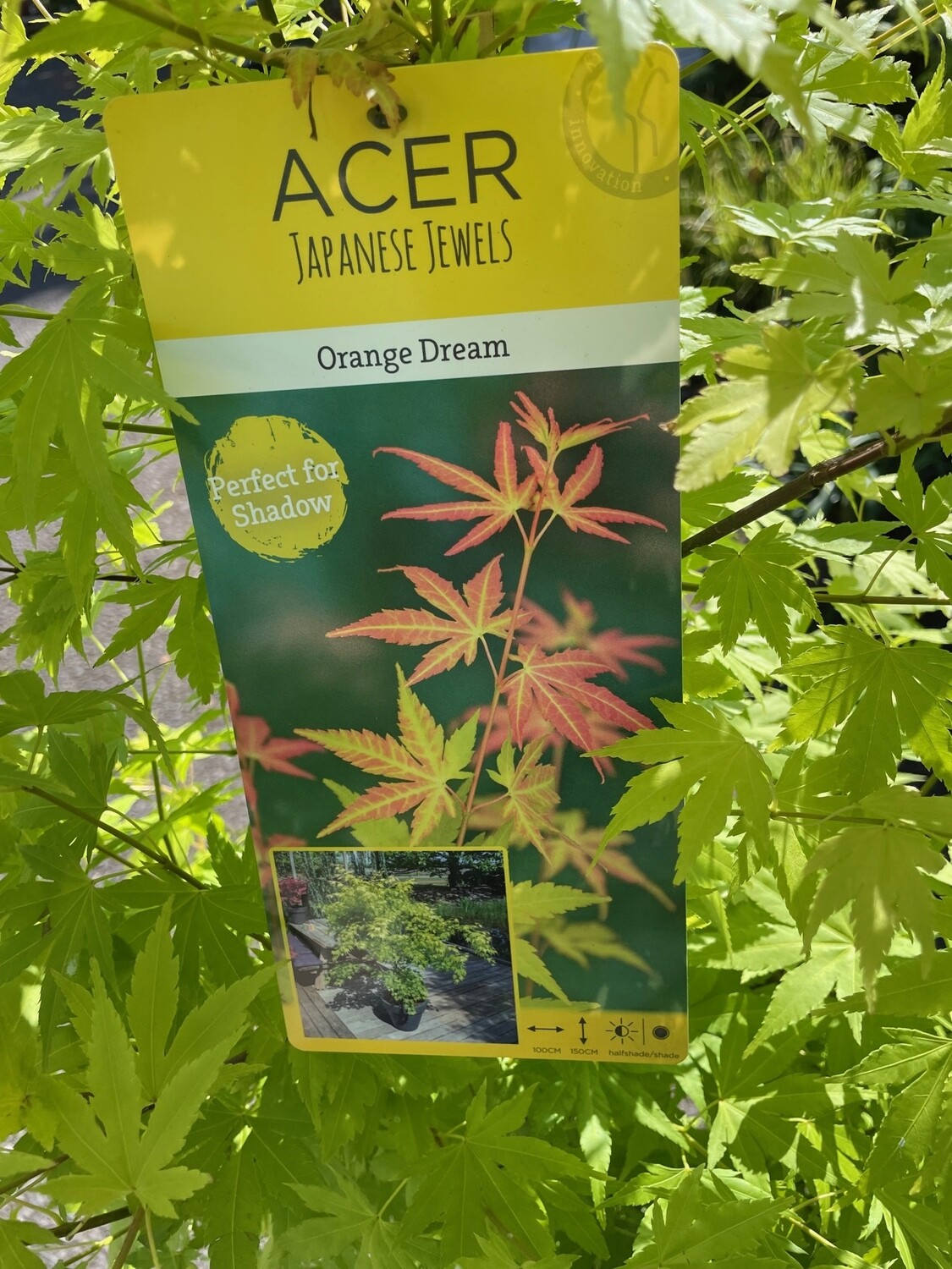 Acer - Japanese Maple 'Orange Dream'