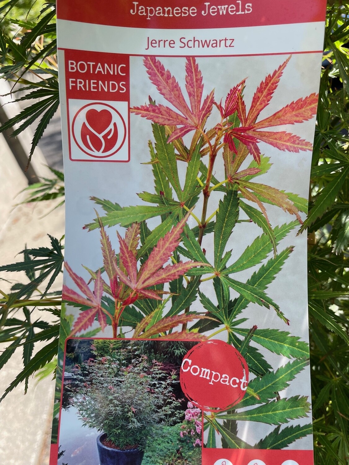 Acer - Japanese Maple 'Jerre Schwartz'