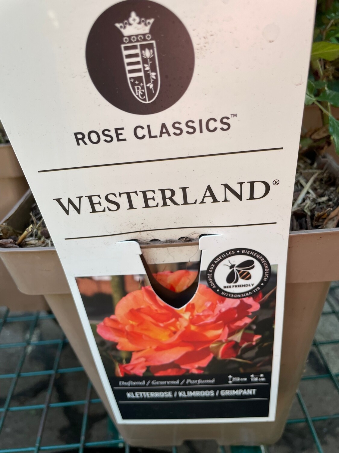 Fragrant Climbing Rose 'Westerland'