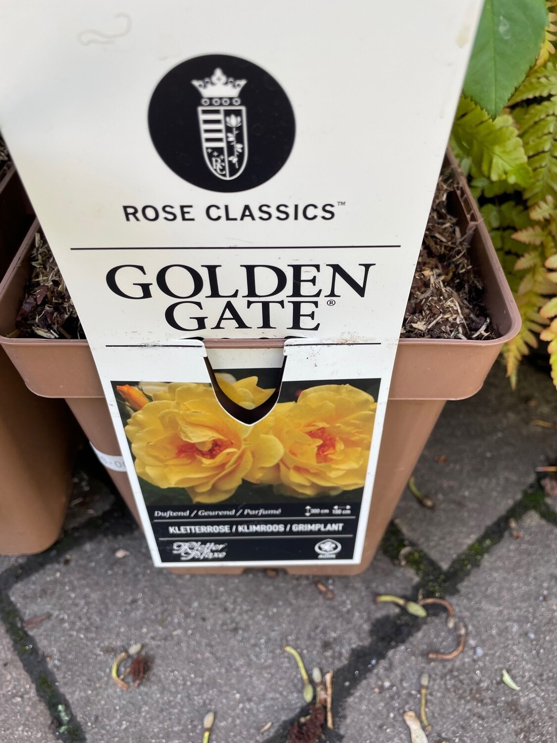 Fragrant Climbing Rose 'Golden Gate'