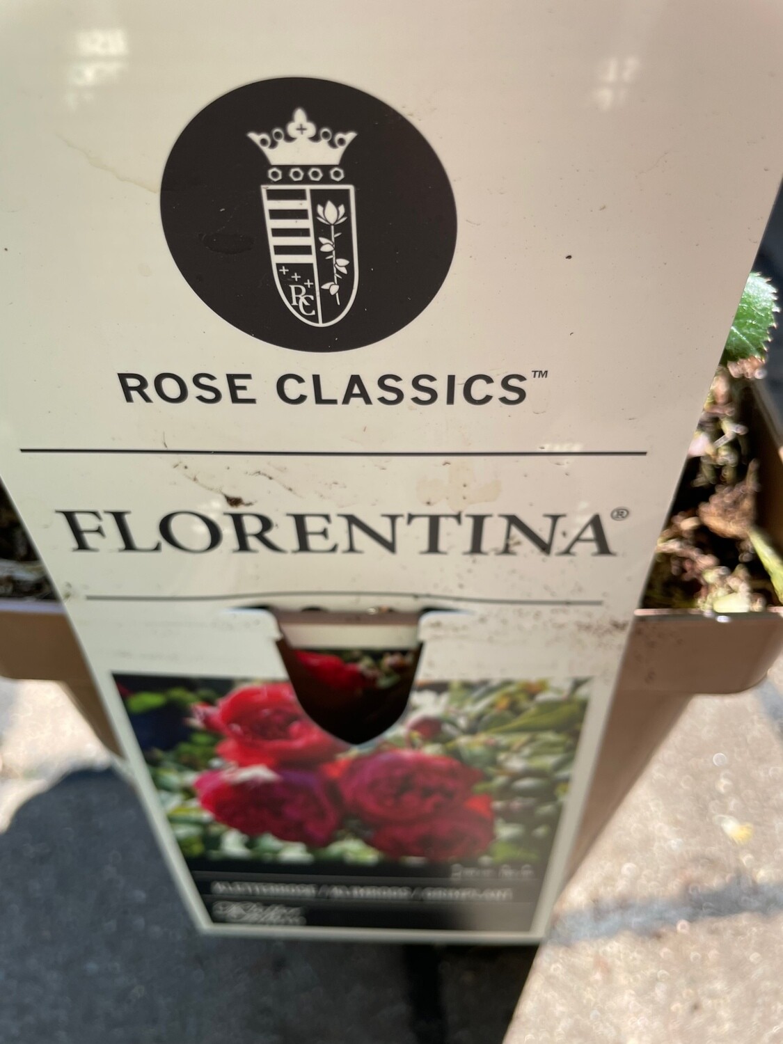 Fragrant Climbing Rose 'Florentina'