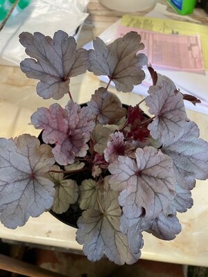 Heuchera 'Silver Gum Drop'