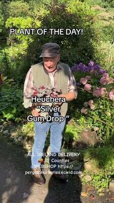 Heuchera 'Silver Gum Drop'