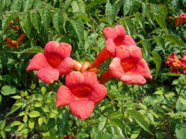 Campis Radicans Flamenco Trumpet Vine ,deep salmon trumpet flowers summer and autumn. Fast growing for wall ,fence or arch