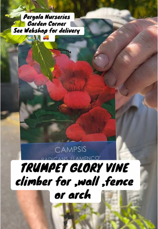 Campis Radicans Flamenco Trumpet Vine ,deep salmon trumpet flowers summer and autumn. Fast growing for wall ,fence or arch