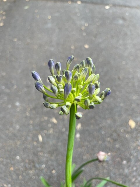 Agapanthus 'Dr. Brouwer  Blue'