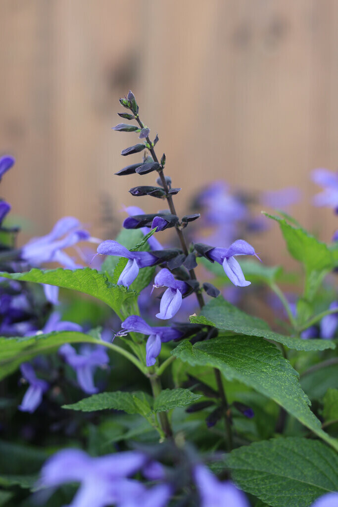 Salvia Rockin - Blue Suede Shoes