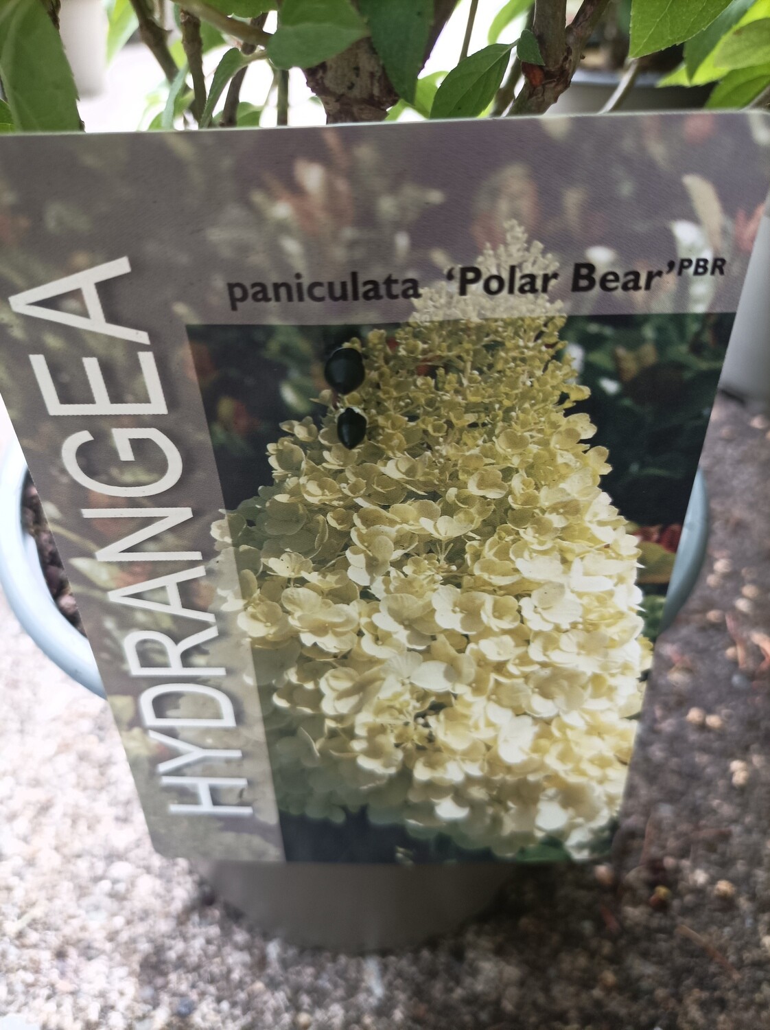 Hydrangea Polar Bear