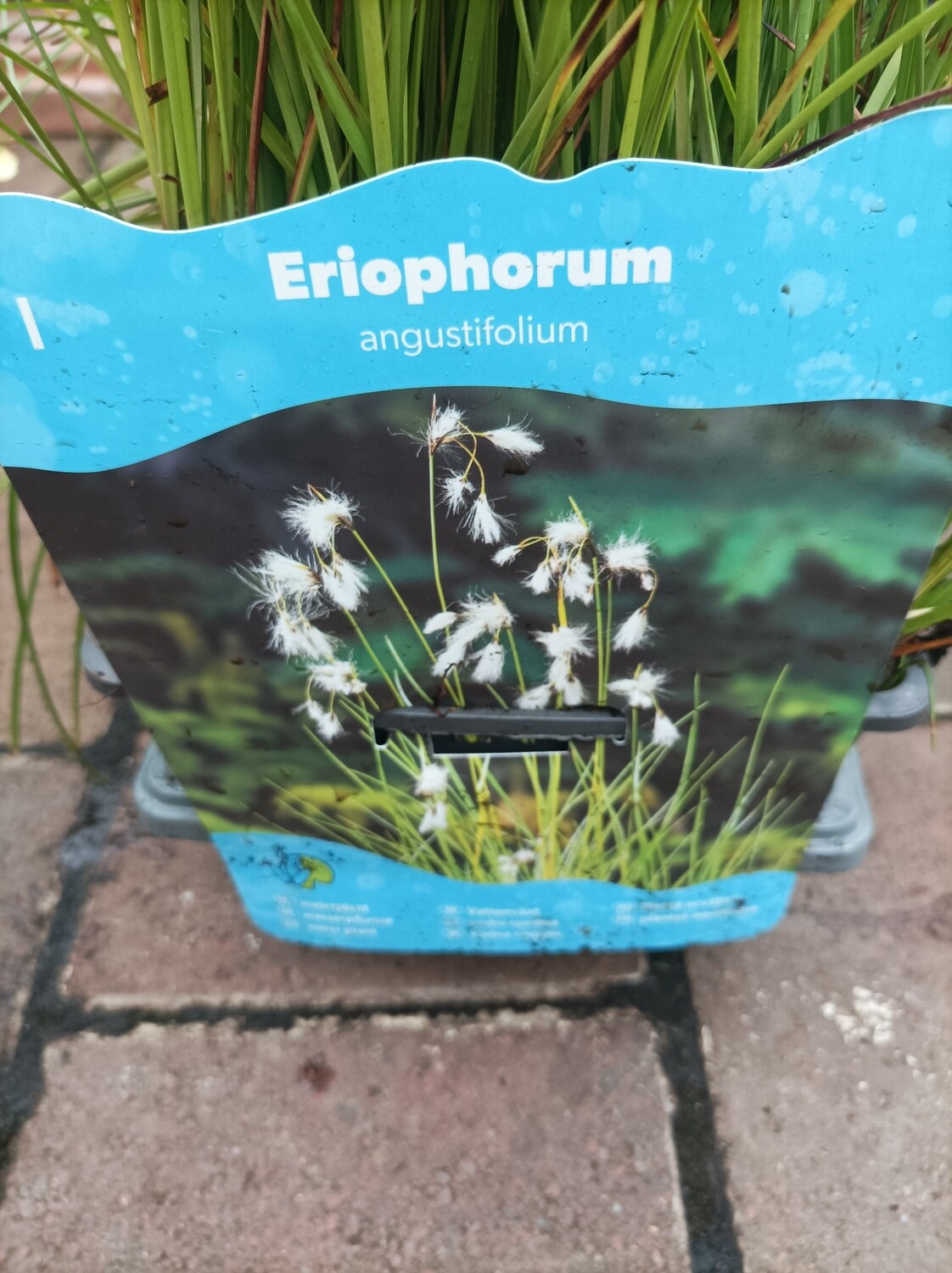 Eriophorum Angustifolia - Cotton Grass