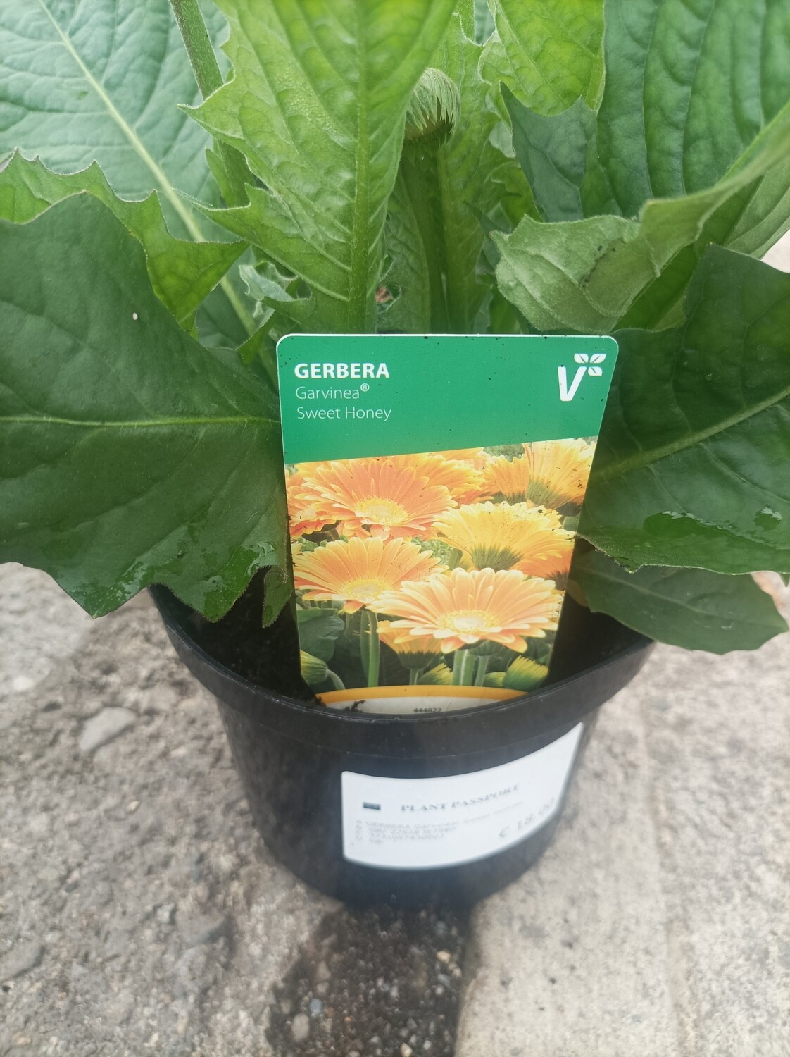 Gerbera Garvinea ''Sweet Honey'' hardy GERBERA for pots or beds in a sunny and free draining spot Flowers from end of May until October