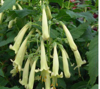 Phygelius Funfare Cream ' Flowers from June until October and lasts for years. Happy in full sun or half shade