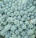 Sedum Silver Roses a hardy Stonecrop with colourful silver foliage and yellow flowers ! Loves spreading on banks or spilling over walls and kerbs .Flowers for months and lasts for years