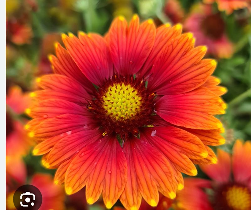 Gallardia/Goblin Flower 'Sunbuddies Red “ a carpet plant with large double flowers from June until November