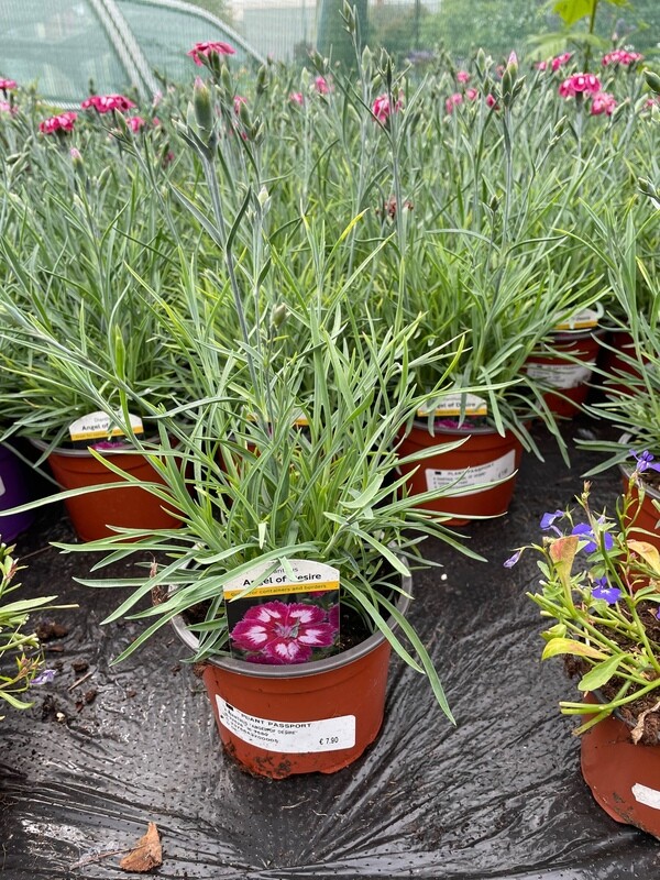 Dianthus 'Angel of Desire'