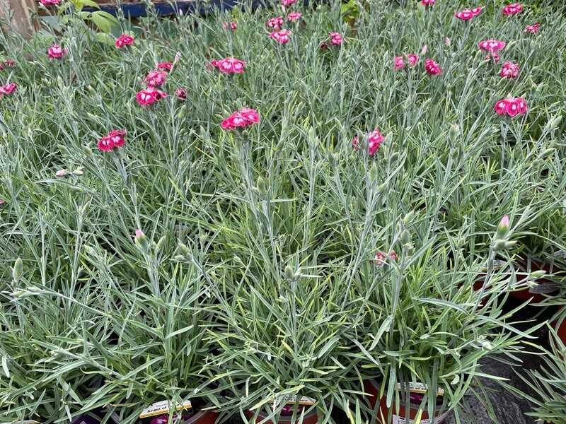 Dianthus 'Angel of Desire'