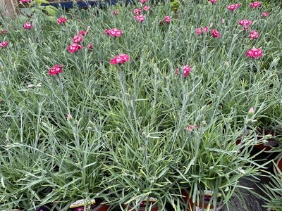Dianthus 'Angel of Desire'