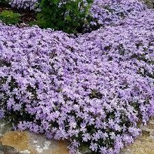 Phlox - Emerald Cushion BLUE - Large size