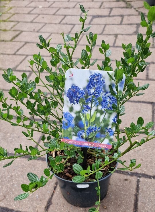 Ceanothus 'Victoria' - Californian Lilac