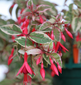 Fuchsia “Tom West''Hardy Dwarf Shrub for full sun or half shade . Good in pots or beds .Flowers single read and purple. Foliage a mix of pink green and purple ..darkening in autumn