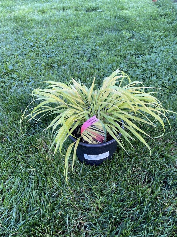 Hakonechloa 'Sunflare' - Japanese Forest Grass Ornamental grass,lovely planted in drifts but also very good as a specimen in a pot. As the season progresses,the bright colours are edged red in autumn Hakonechloa 'Sunflare' - Japanese Forest Grass Ornamental grass,lovely planted in drifts but also very good as a specimen in a pot. As the season progresses,the bright colours are edged red in autumn