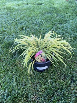Hakonechloa 'Sunflare' - Japanese Forest Grass Ornamental grass,lovely planted in drifts but also very good as a specimen in a pot. As the season progresses,the bright colours are edged red in autumn Hakonechloa 'Sunflare' - Japanese Forest Grass Ornamental grass,lovely planted in drifts but also very good as a specimen in a pot. As the season progresses,the bright colours are edged red in autumn