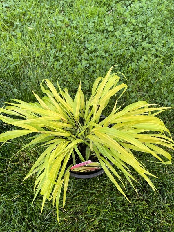 Hakonechloa 'Sunflare' - Japanese Forest Grass Ornamental grass,lovely planted in drifts but also very good as a specimen in a pot. As the season progresses,the bright colours are edged red in autumn