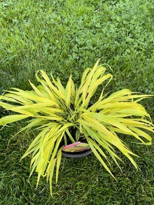 Hakonechloa 'Sunflare' - Japanese Forest Grass Ornamental grass,lovely planted in drifts but also very good as a specimen in a pot. As the season progresses,the bright colours are edged red in autumn