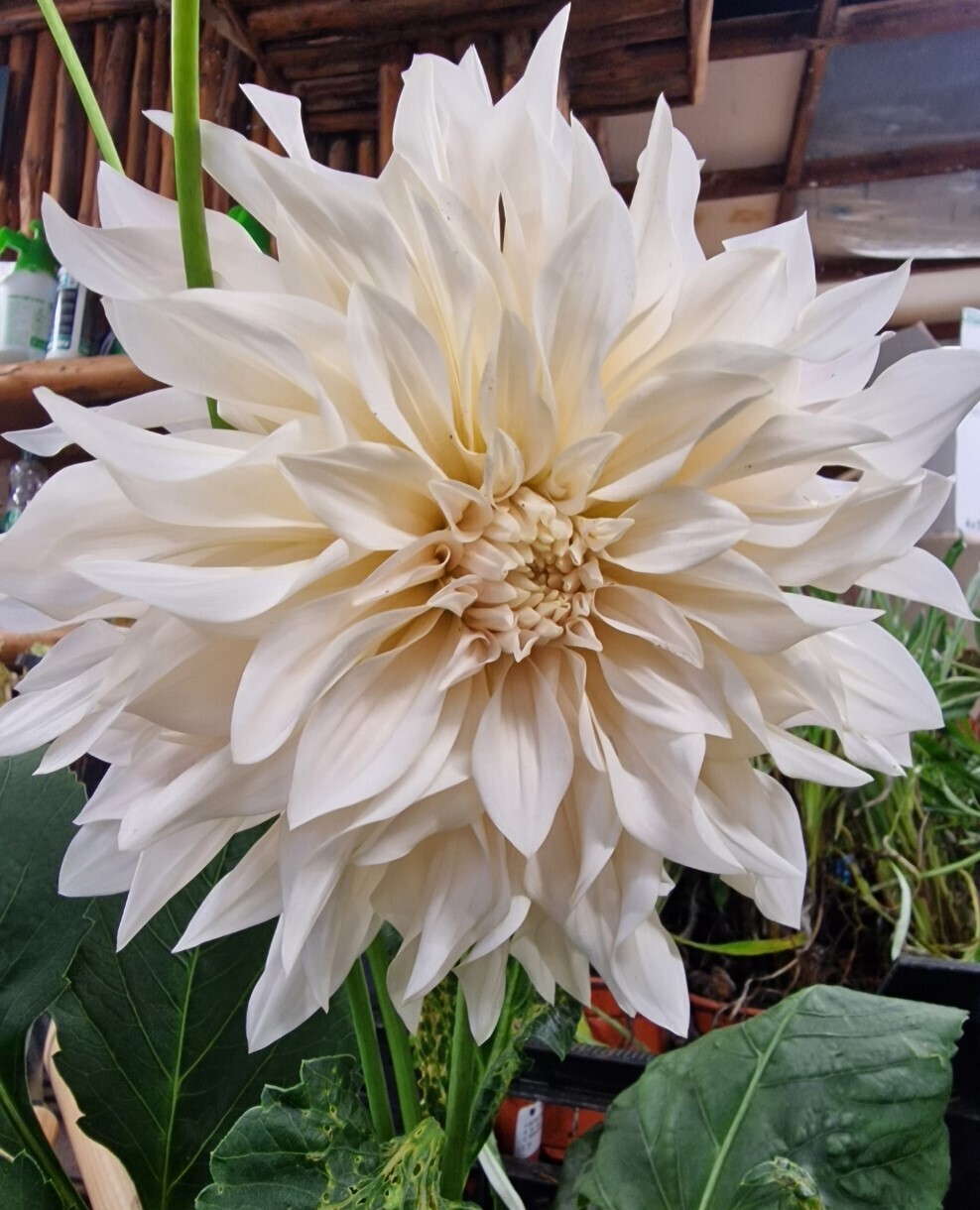 Dahlia- ''Cafe Au Lait'' Don’t expect many flowers this year …lots for years to come