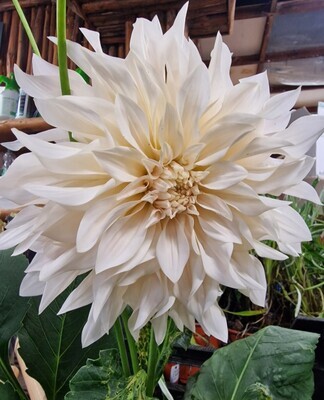 Dahlia- ''Cafe Au Lait'' Don’t expect many flowers this year …lots for years to come