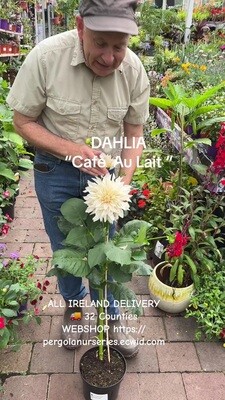 Dahlia- ''Cafe Au Lait'' Don’t expect many flowers this year …lots for years to come
