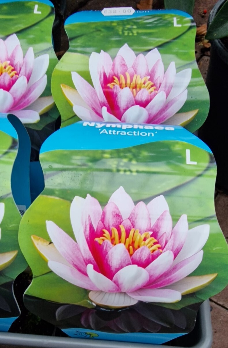 Nymphaea - Water Lily 'Attraction Red'