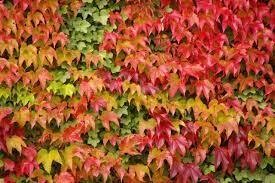 Parthenocissus veitchii - “Boskoop” - Boskoop Ivy