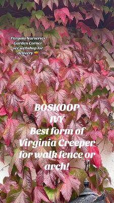 Parthenocissus veitchii - “Boskoop” - Boskoop Ivy