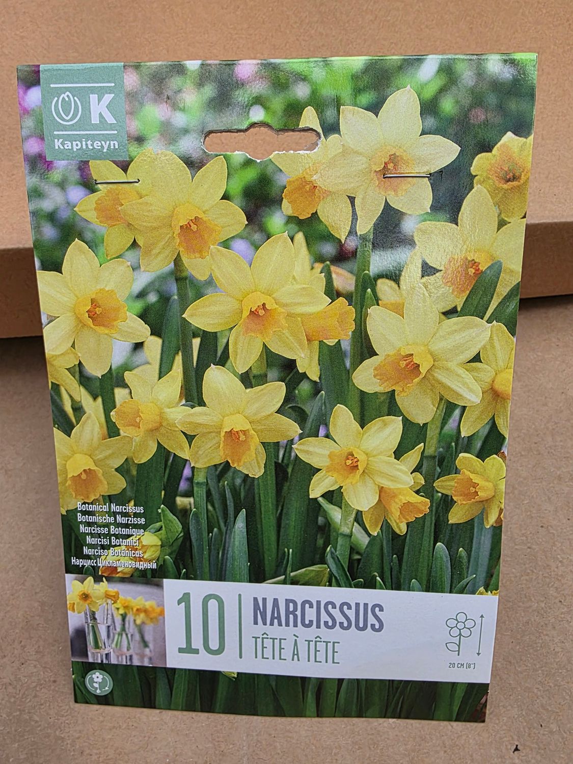 10 Dwarf Daffodil Tete A Tete Bulbs