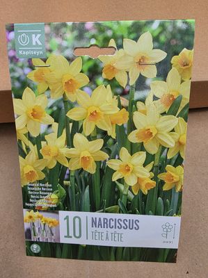 10 Dwarf Daffodil Tete A Tete Bulbs