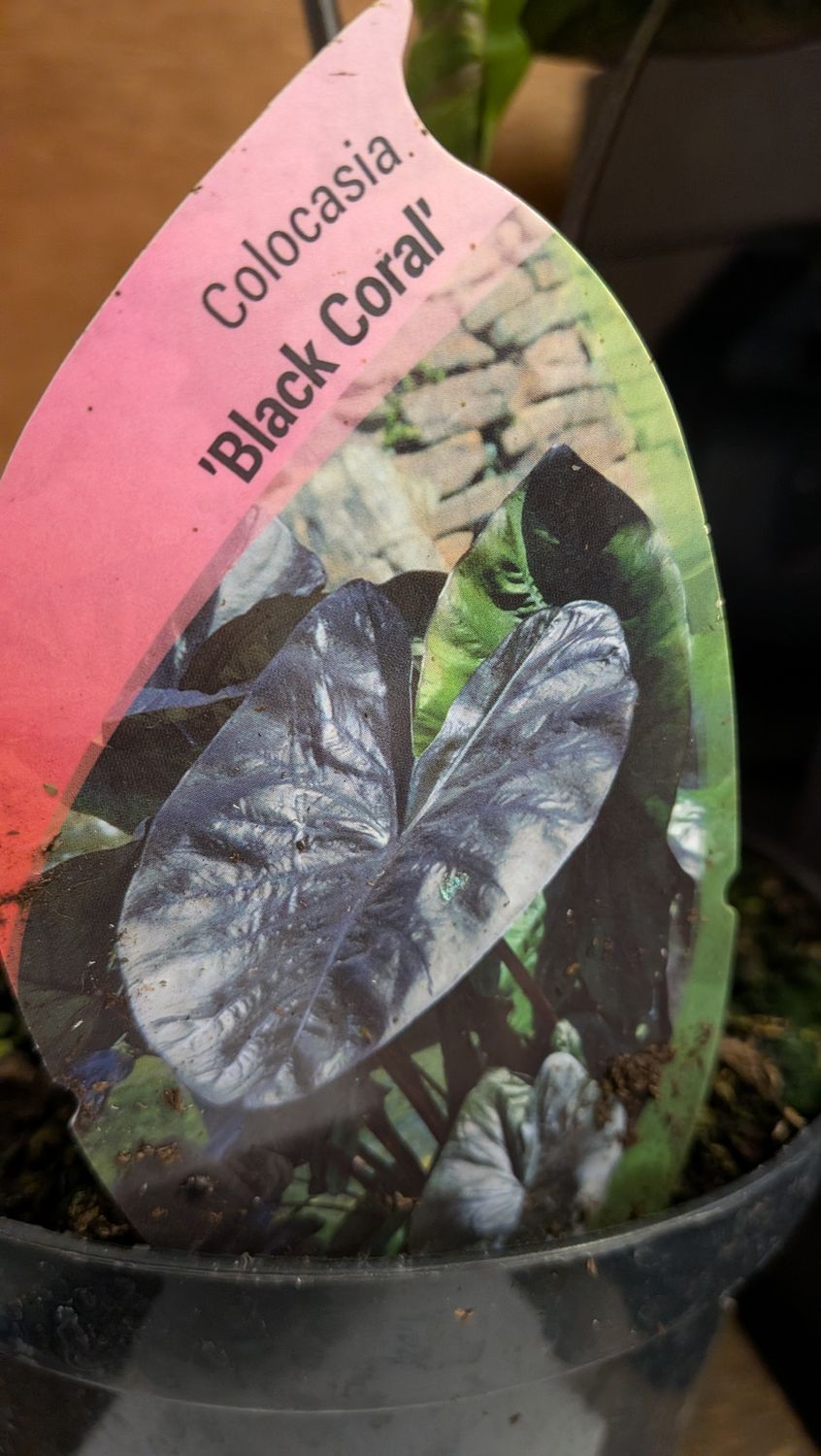 Colocasia - Elephant's Ears 'black Coral enormous black leaves for a tropical look . Lovely in pots on a sheltered deck or patio