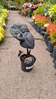 Colocasia - Elephant's Ears 'black Coral enormous black leaves for a tropical look . Lovely in pots on a sheltered deck or patio