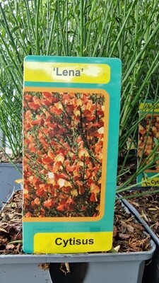 Cytisus- ''Lena''  Fragrant Hardy Broom  Flowers in spring early summer! Thrives on neglect