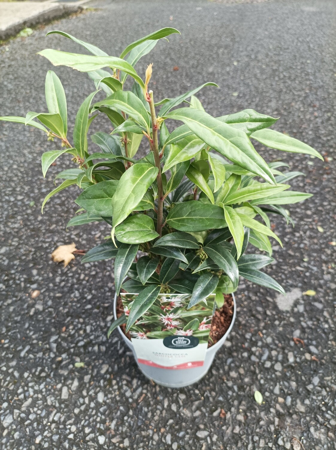 Sarcococca - Sweet Box - Winter Gem Winter/spring flowering dwarf evergreen shrub with a fragrance that wafts through your garden! Happy in pots or beds.