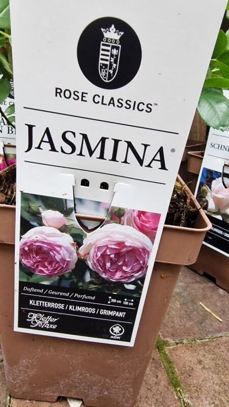 Climbing Rose ''Jasmina''