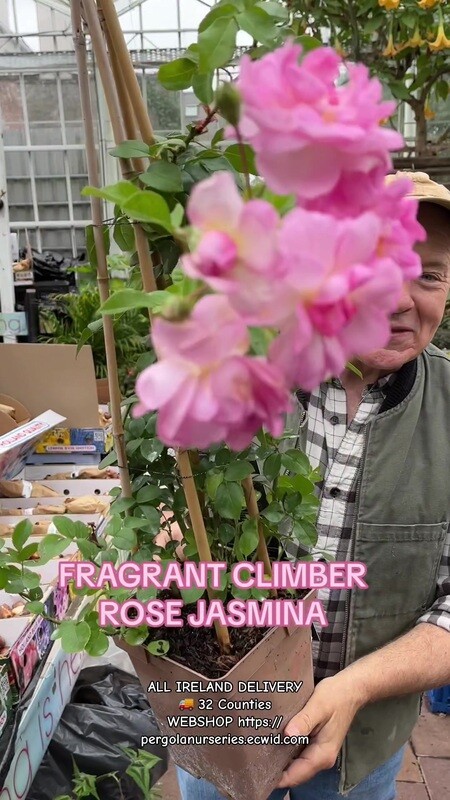 Climbing Rose ''Jasmina''