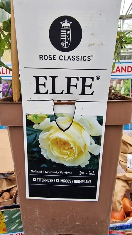 Climbing Rose ''ELFE''