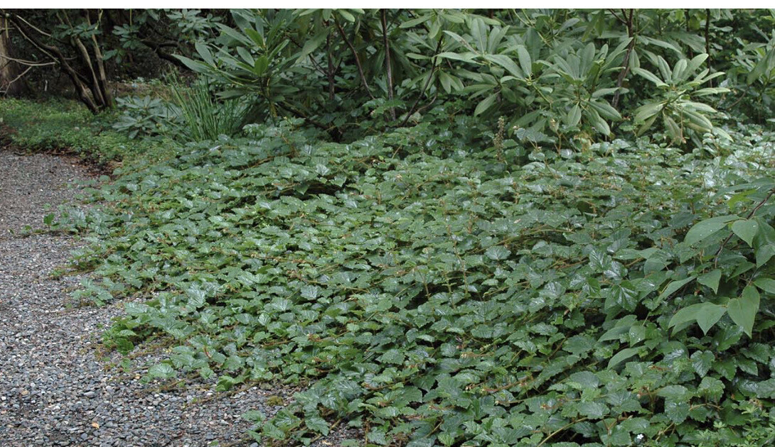 Chinese Rubus