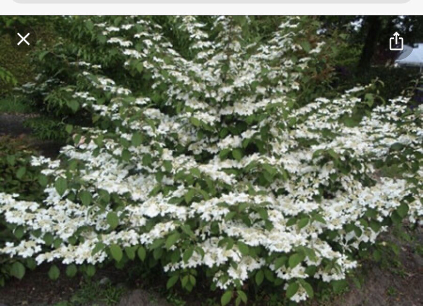 Viburnum Mariesii Wedding Cake Tree ,white flowers on layered branches and red autumn leaves Extra Strong Pot Grown Plants . Flowers in late spring and early summer