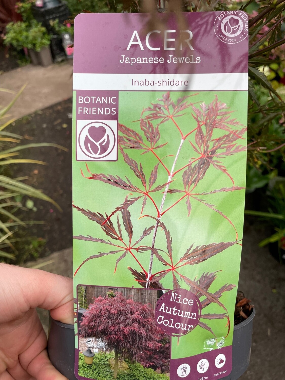 Japanese Maple - Acer 'Inaba-shidare'
